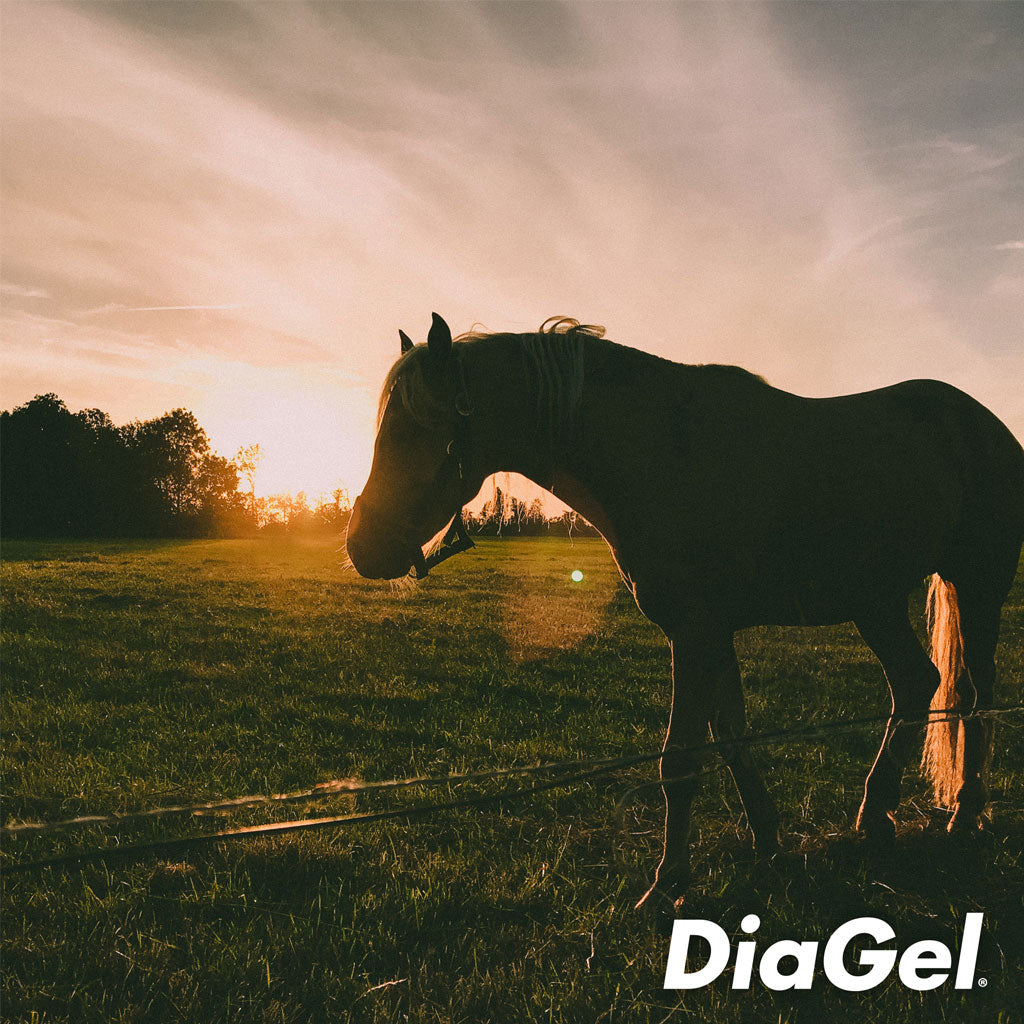 DiaGel Anti-Diarrheal Gel for Horses (30 ml)