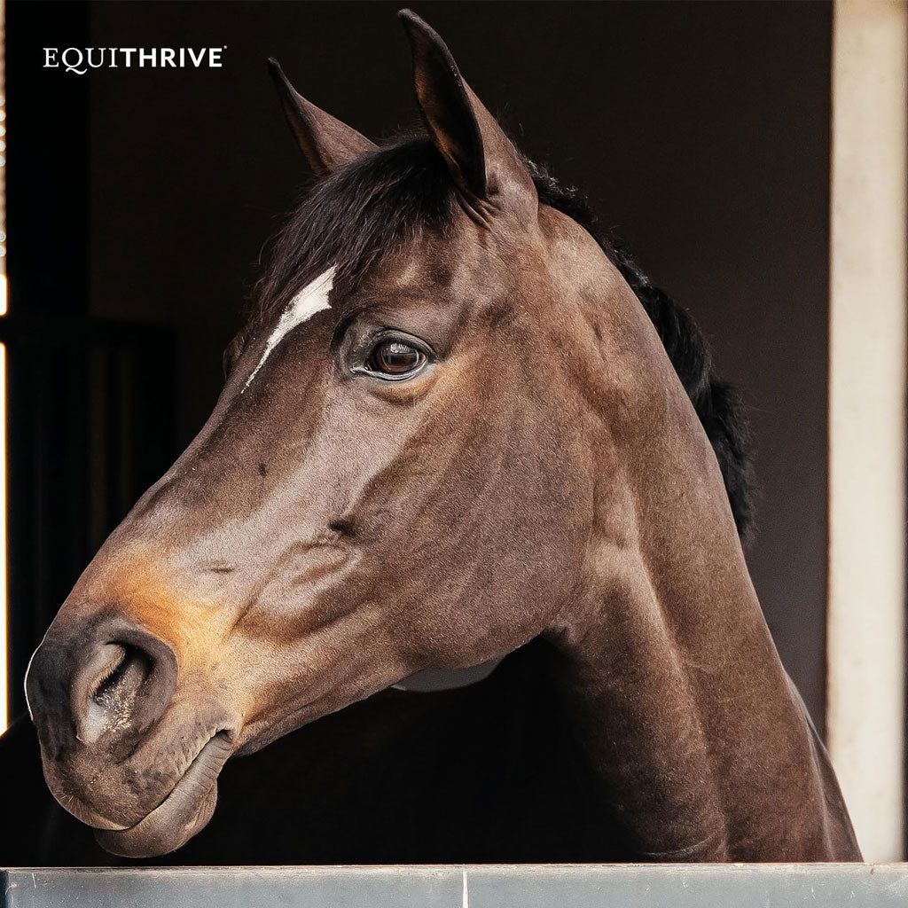 Equithrive Original Joint Powder Molasses Horse Supplements