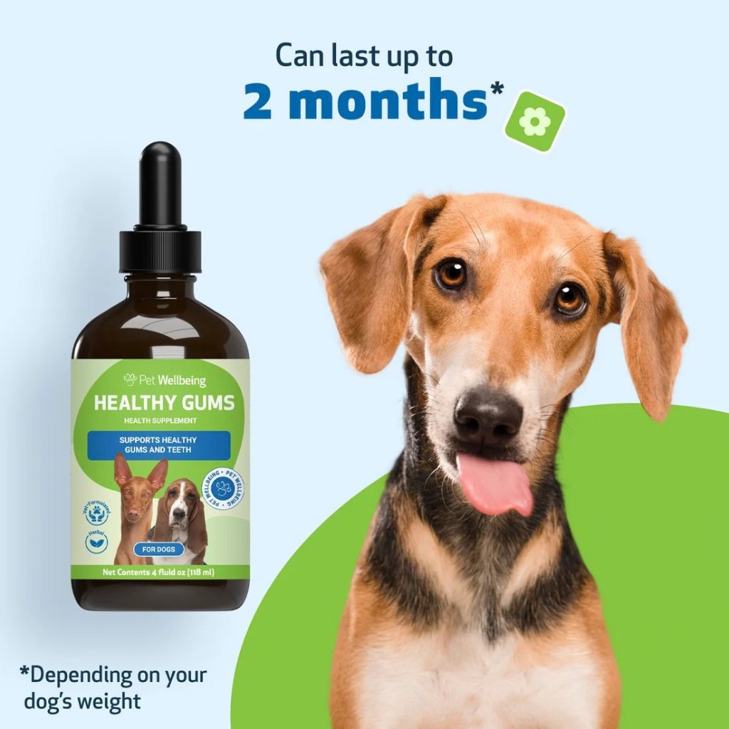 Healthy Gums for Canine Periodontal Health