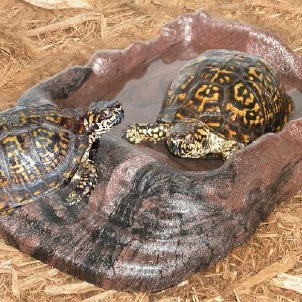 Zoo Med Repti Ramp Bowl for Reptiles