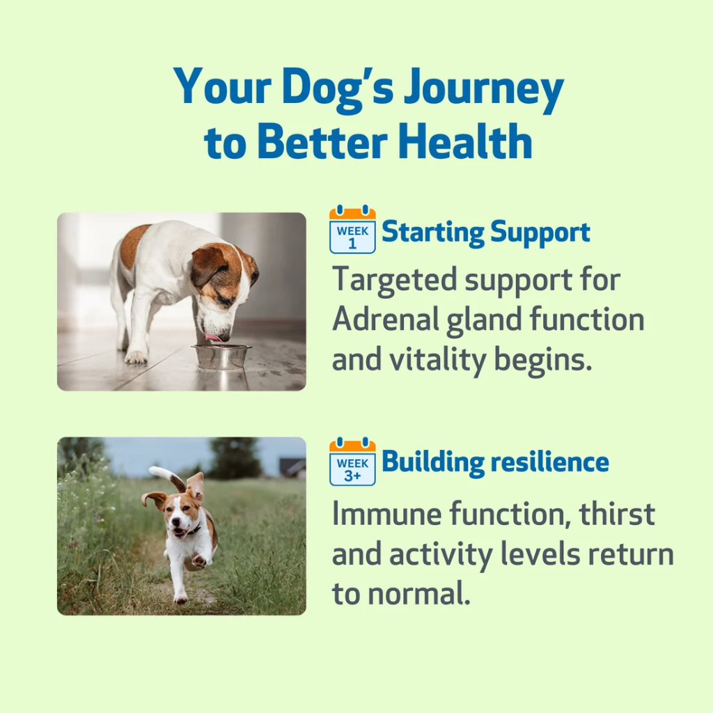 Adrenal Harmony Gold for Cushing's Disease in Dogs