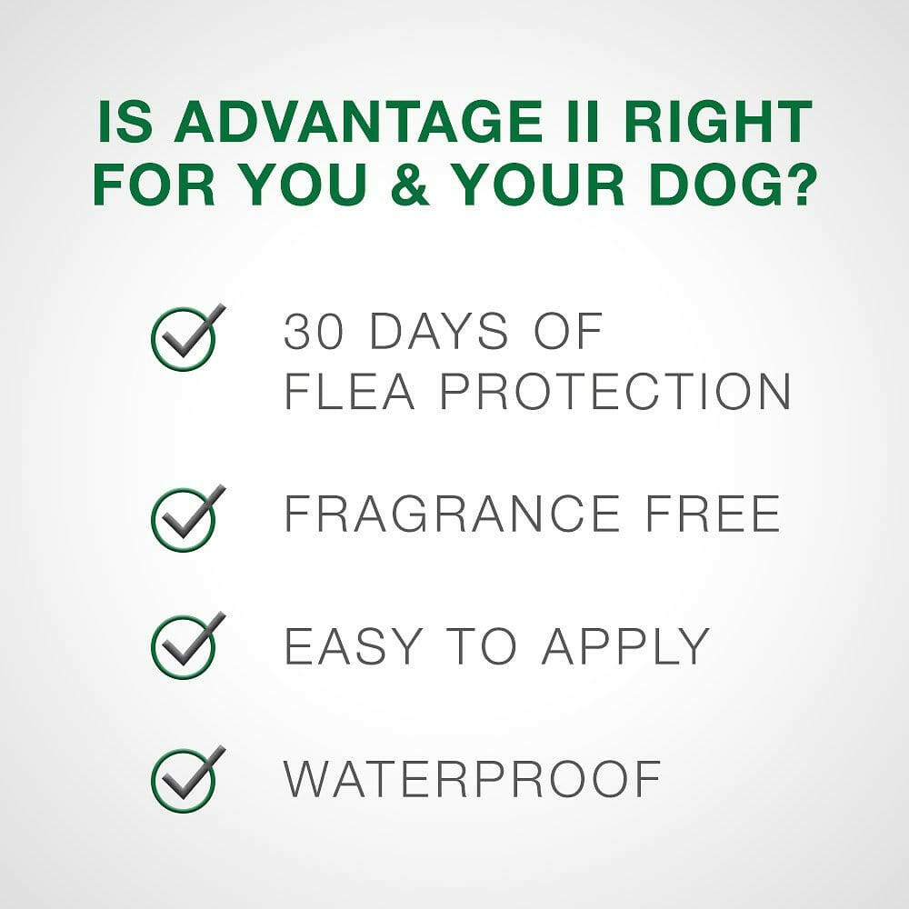 Advantage II Flea Control for Large Dogs (21-55 lbs) Red Box