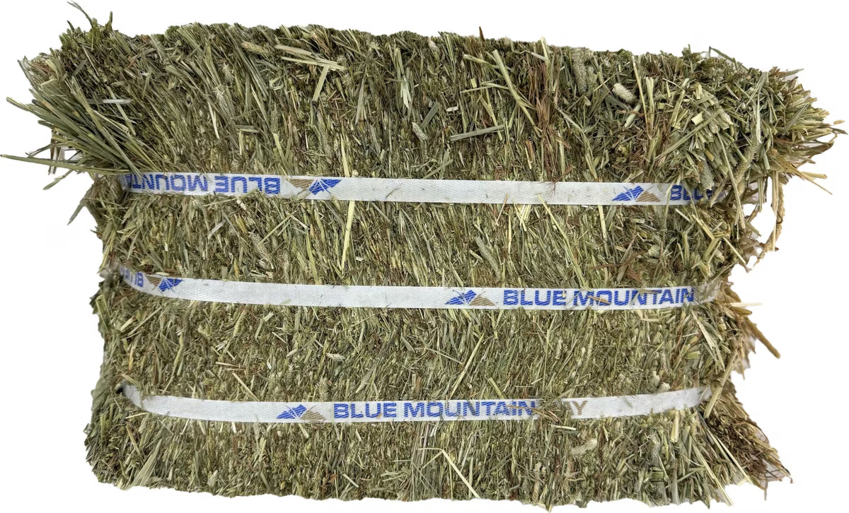 Blue Mountain Hay High-Altitude Timothy Hay Easy Flake Box Horse Feed, 50-lb