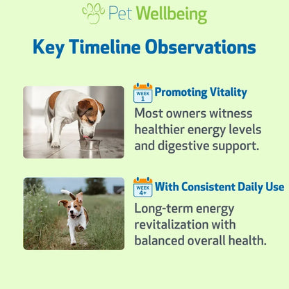 Dandelion Root Digestive & Liver Support for Dogs