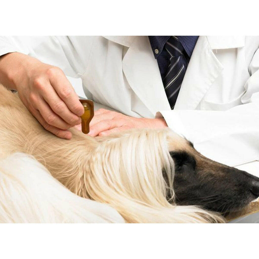 Dermoscent Essential-6 SpotOn Medium Breed Dog Skin Care Treatment 22-45 lbs.(4 count)