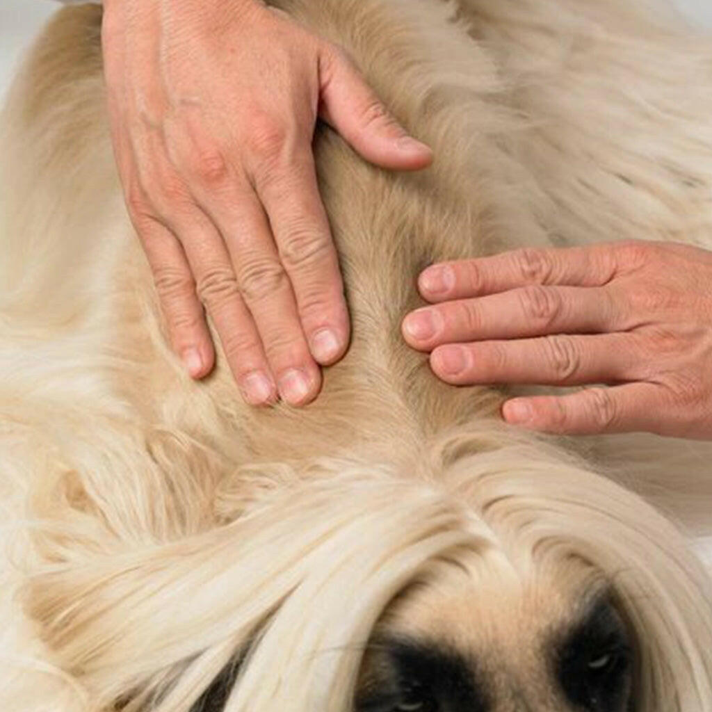 Dermoscent Essential-6 SpotOn Skin Care for Large Dogs 45-90 lbs (4 count)