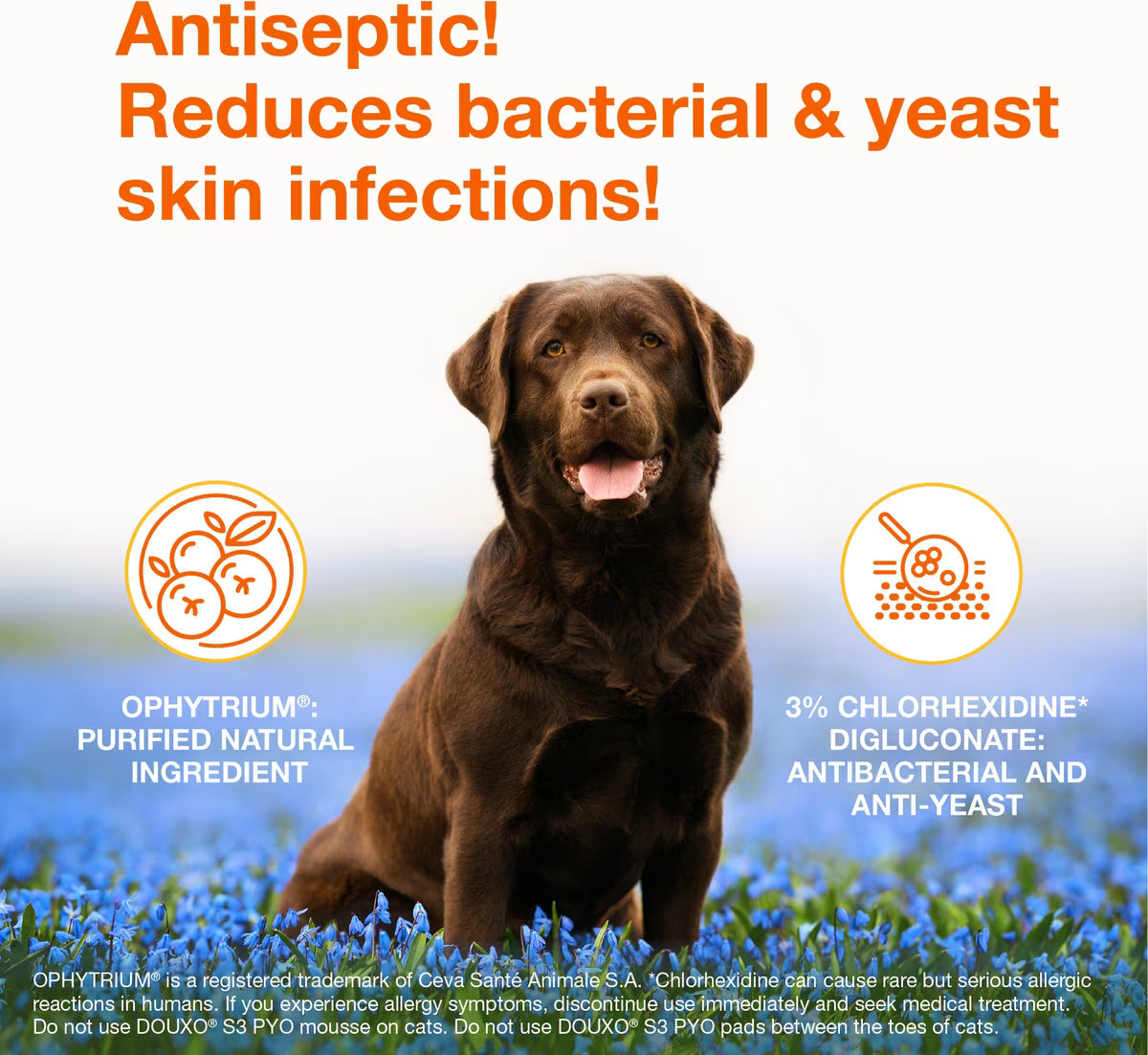 Douxo S3 PYO Antiseptic Antifungal Chlorhexidine Dog Mousse (5.1 oz)