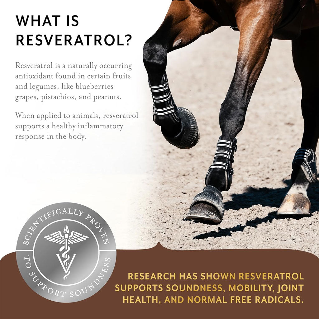 Equithrive Original Joint Powder Molasses Horse Supplements