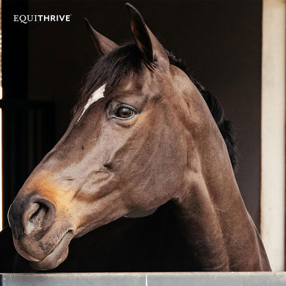 Equithrive Original Joint Powder Molasses Horse Supplements