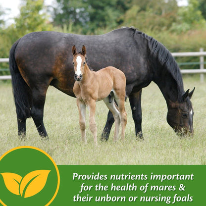 Farnam Mare Plus Gestation & Lactation Supplement for Horses