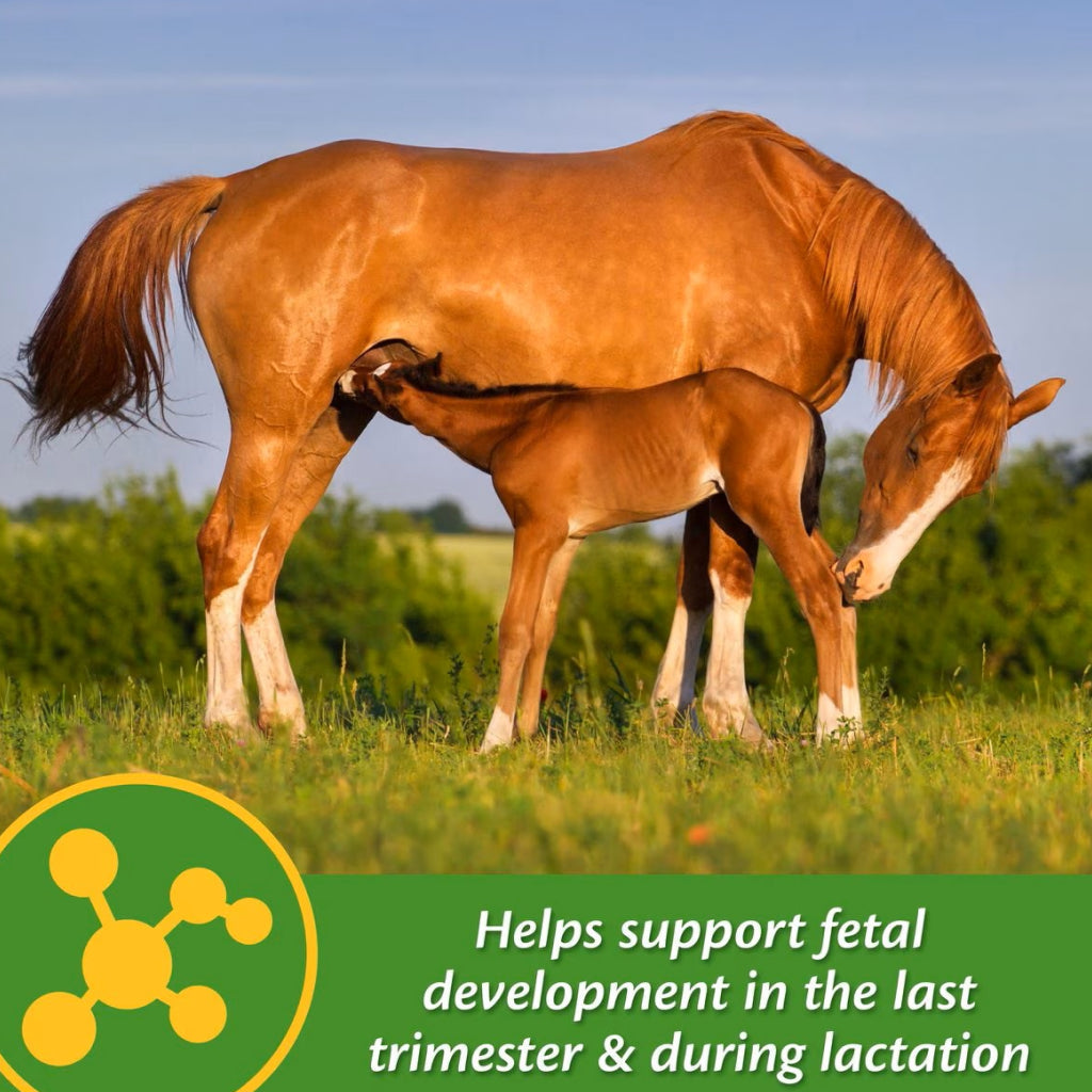 Farnam Mare Plus Gestation & Lactation Supplement for Horses