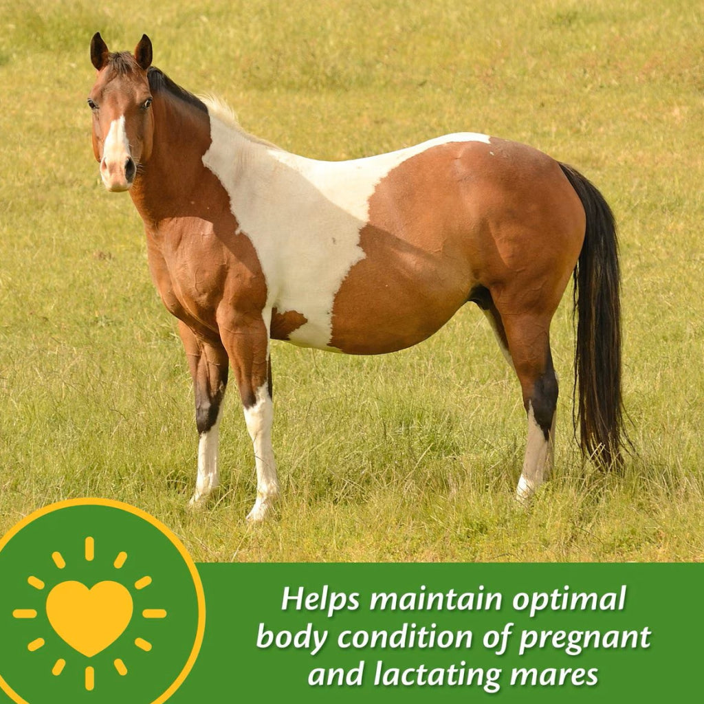 Farnam Mare Plus Gestation & Lactation Supplement for Horses