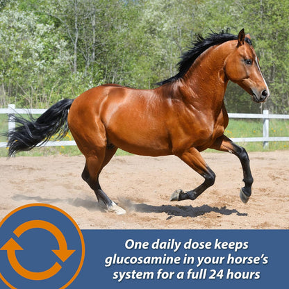 Farnam MaxFlex XR Extended Release Joint Supplement for Horses (30 day supply)