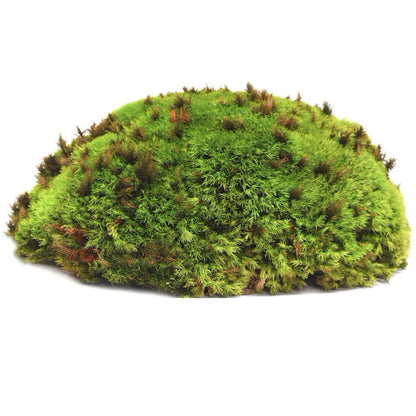 Galapagos Environment Humid Terrarium Starter Kit For Reptiles & Amphibians