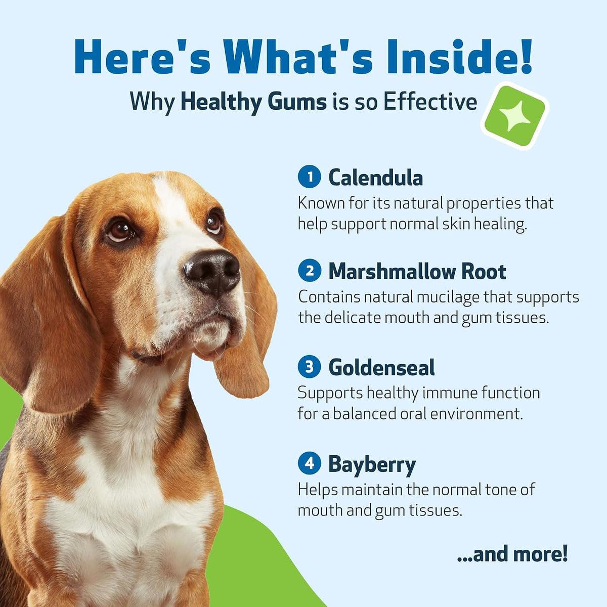 Healthy Gums for Canine Periodontal Health