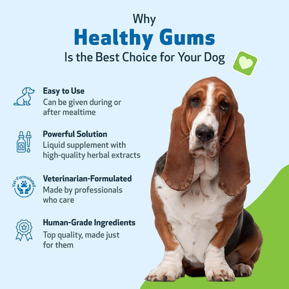 Healthy Gums for Canine Periodontal Health