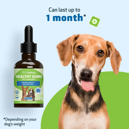 Healthy Gums for Canine Periodontal Health