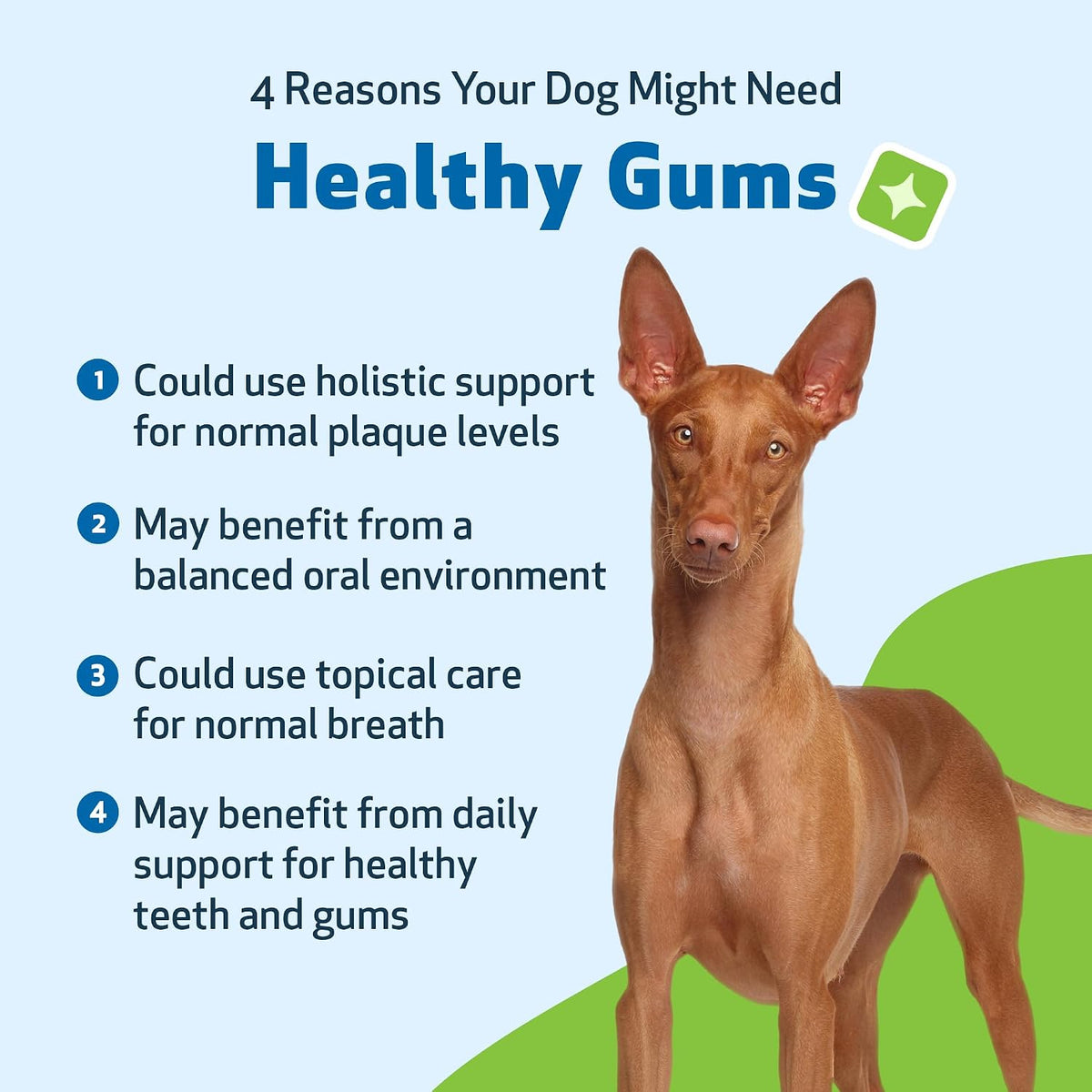 Healthy Gums for Canine Periodontal Health