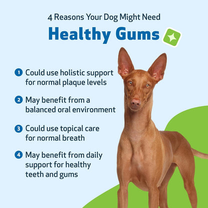 Healthy Gums for Canine Periodontal Health
