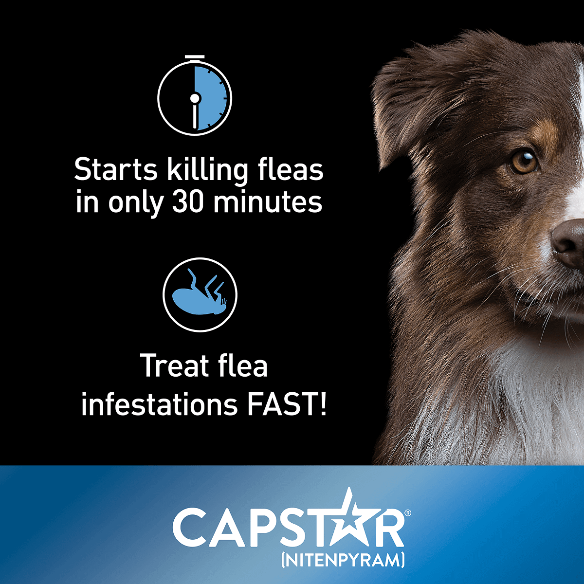 Capstar Oral Flea Treatment for Dogs over 25 lbs (6 Doses)