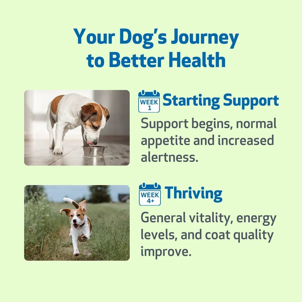 Life Gold - Trusted Care for Dog Cancer