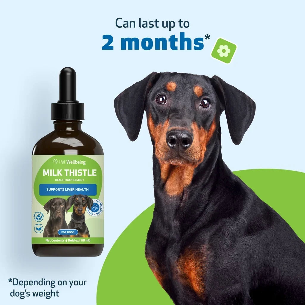 Milk Thistle Supplement for Healthy Liver Function in Dogs