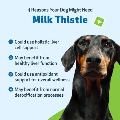 Milk Thistle Supplement for Healthy Liver Function in Dogs