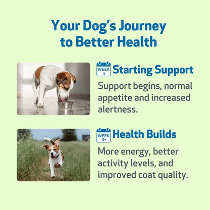 Milk Thistle Supplement for Healthy Liver Function in Dogs