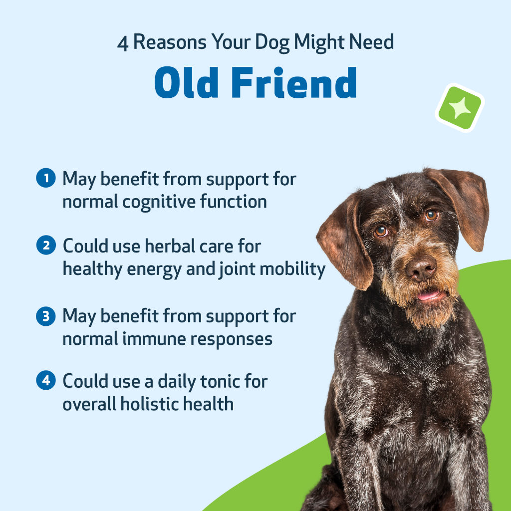 Old Friend for Senior Dogs