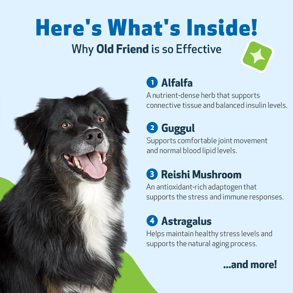 Old Friend for Senior Dogs