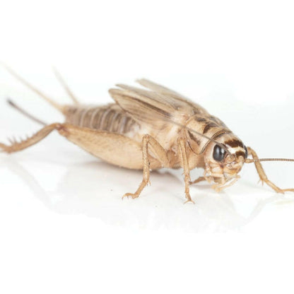 Ovipost Banded Adult Live Feed Crickets Reptile Food, Adult