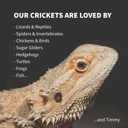 Ovipost Banded Adult Live Feed Crickets Reptile Food, Adult