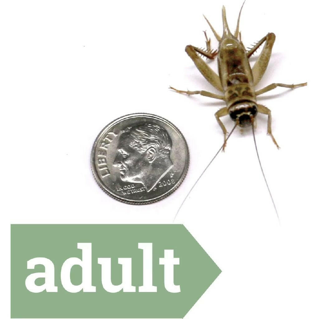 Ovipost Banded Adult Live Feed Crickets Reptile Food, Adult
