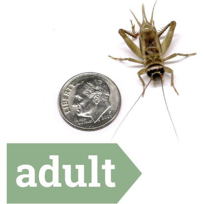 Ovipost Banded Adult Live Feed Crickets Reptile Food, Adult