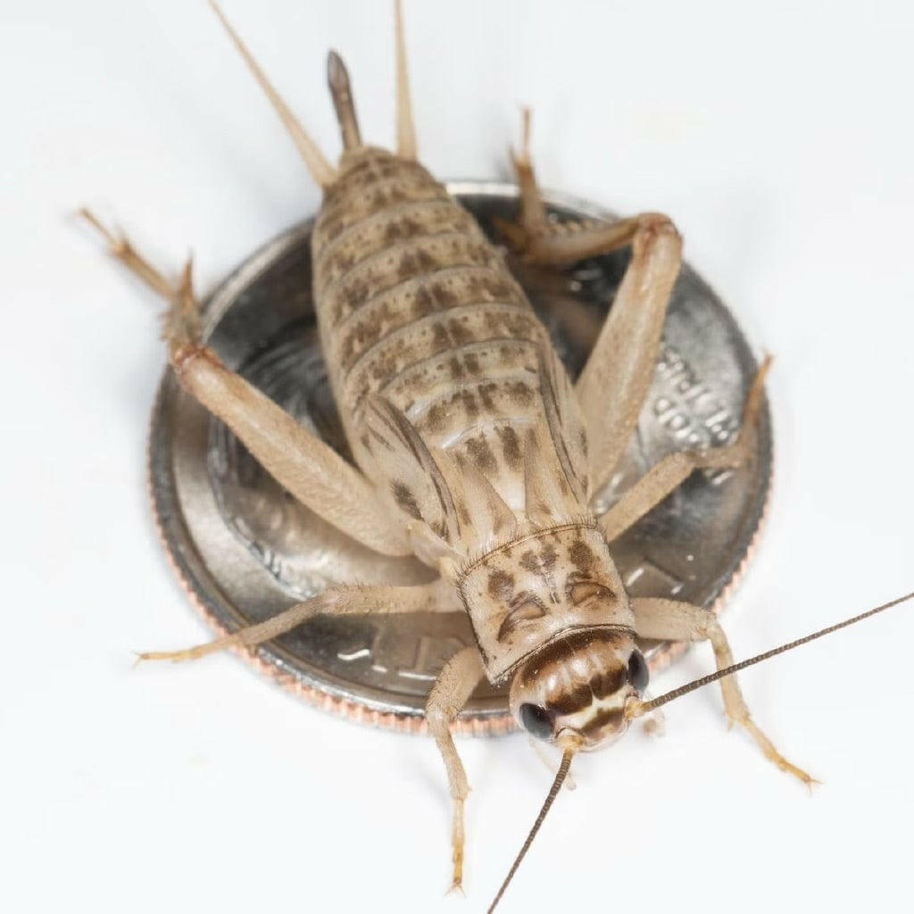 Ovipost Banded Adult Live Feed Crickets Reptile Food, Large, 3/4"