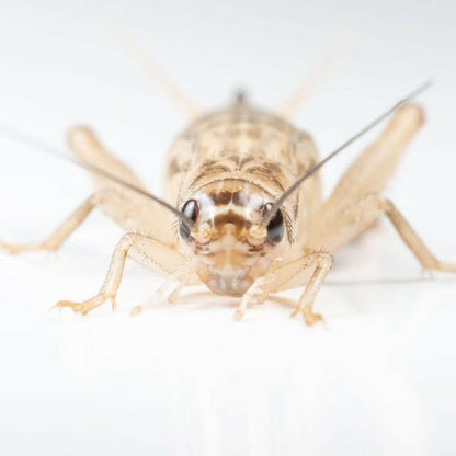 Ovipost Banded Adult Live Feed Crickets Reptile Food, Large, 3/4"