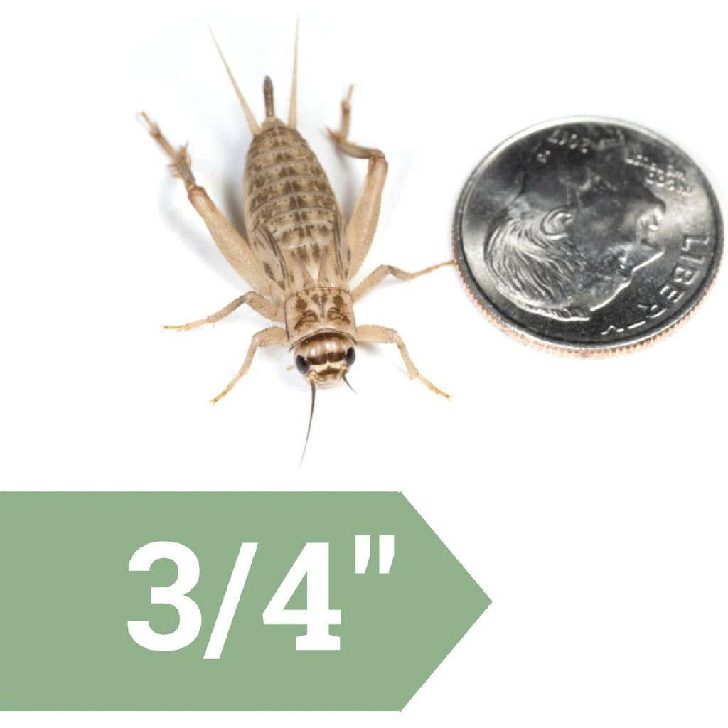 Ovipost Banded Adult Live Feed Crickets Reptile Food, Large, 3/4"