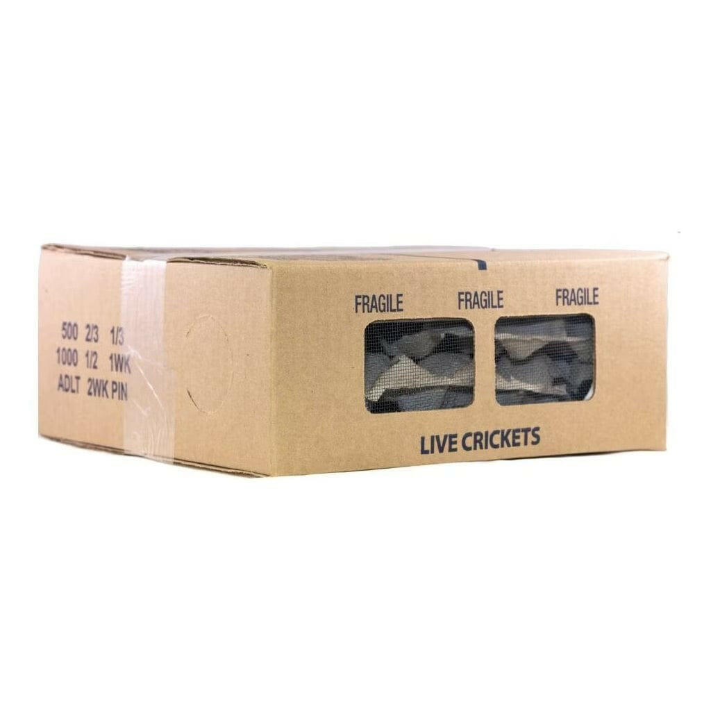 Ovipost Banded Adult Live Feed Crickets Reptile Food, Large, 3/4"