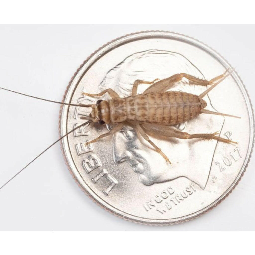 Ovipost Banded Adult Live Feed Crickets Reptile Food, Medium, 1/2"