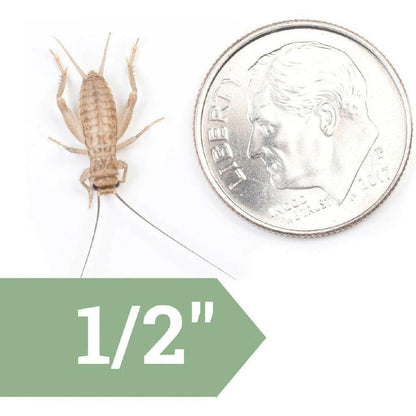Ovipost Banded Adult Live Feed Crickets Reptile Food, Medium, 1/2"