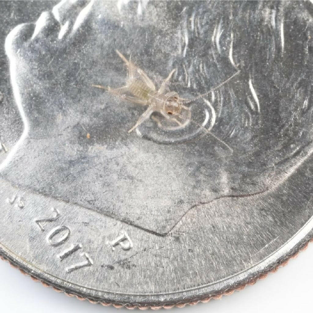 Ovipost Banded Adult Live Feed Crickets Reptile Food, Pinheads