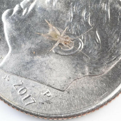 Ovipost Banded Adult Live Feed Crickets Reptile Food, Pinheads