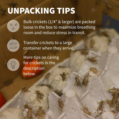 Ovipost Banded Adult Live Feed Crickets Reptile Food, Pinheads
