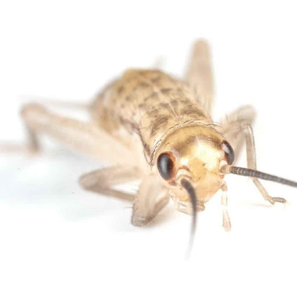 Ovipost Banded Adult Live Feed Crickets Reptile Food, Small, 1/4"