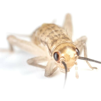 Ovipost Banded Adult Live Feed Crickets Reptile Food, Small, 1/4"