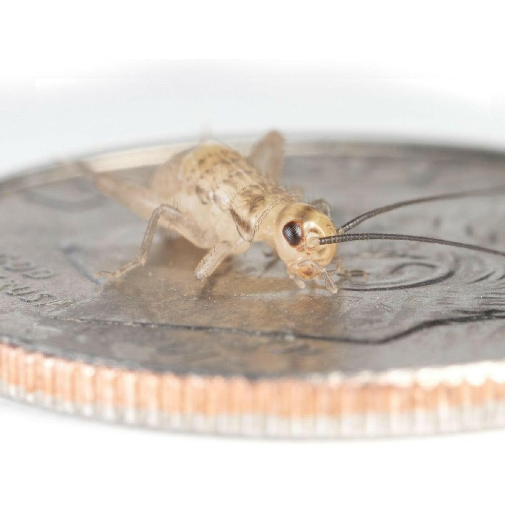 Ovipost Banded Adult Live Feed Crickets Reptile Food, Small, 1/4"