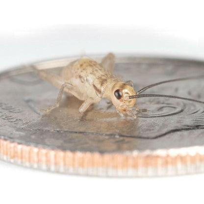 Ovipost Banded Adult Live Feed Crickets Reptile Food, Small, 1/4"