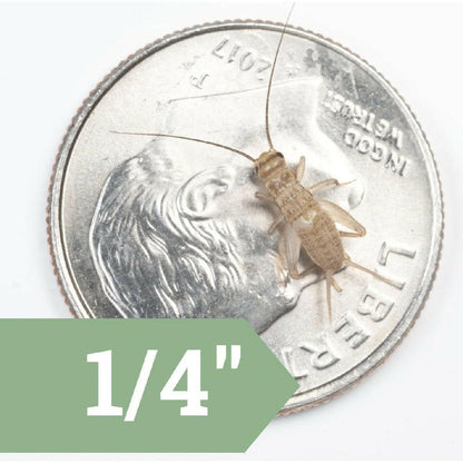 Ovipost Banded Adult Live Feed Crickets Reptile Food, Small, 1/4"