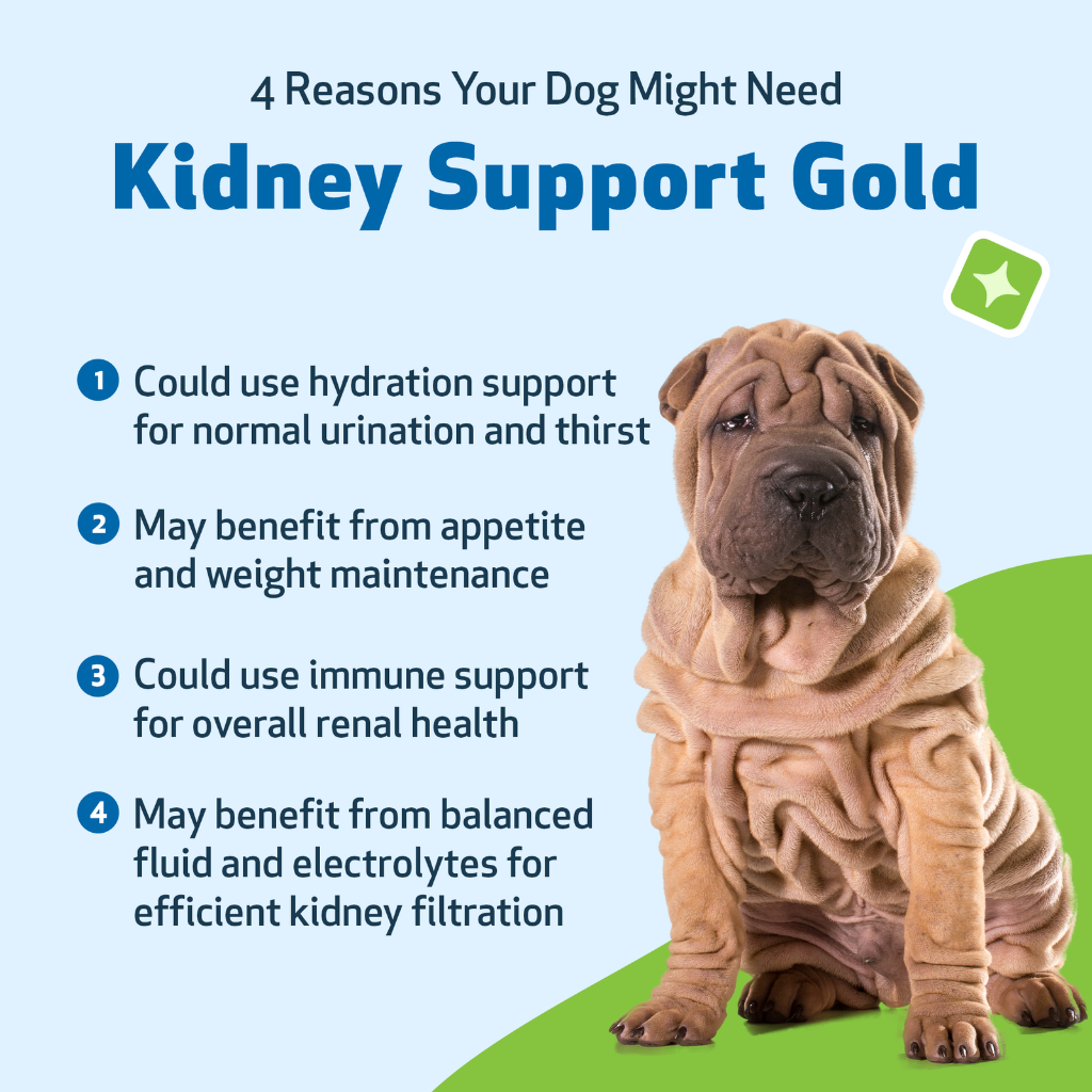 Pet Wellbeing Kidney Support Gold for Dogs