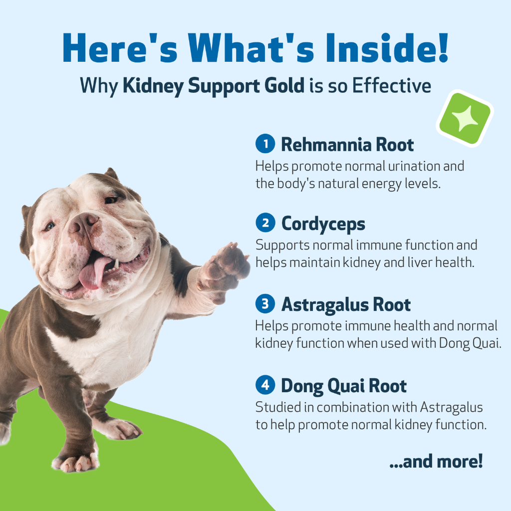 Pet Wellbeing Kidney Support Gold for Dogs